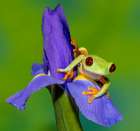 Red-eyed tree frog resting on blue Dutch iris Art Print